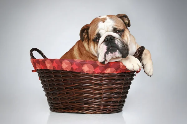Bulldog inglés en cesta de mimbre — Foto de Stock