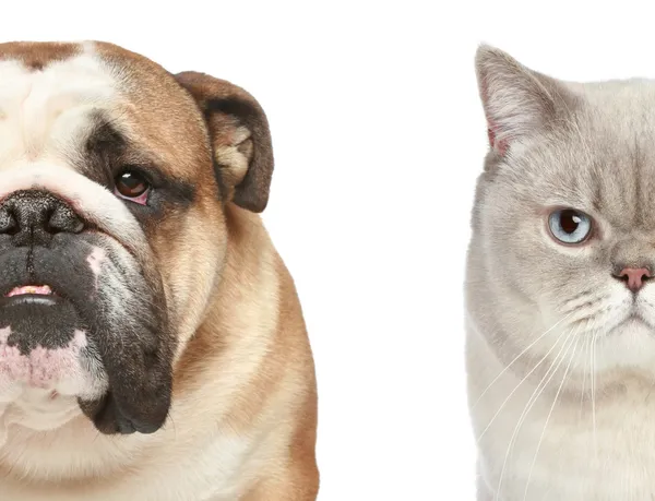 Hund und Katze. Die Hälfte der Schnauze Nahaufnahme Porträt — Stockfoto