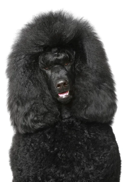 Black Royal poodle portrait — Stock Photo, Image