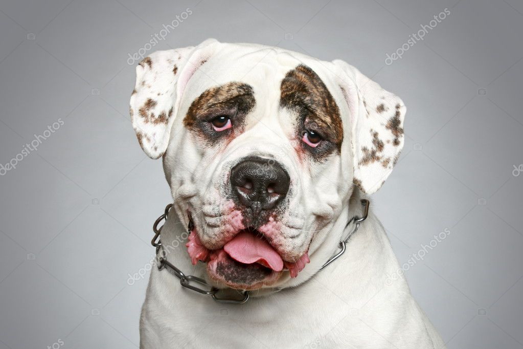 American Bulldog. Portrait on a grey background