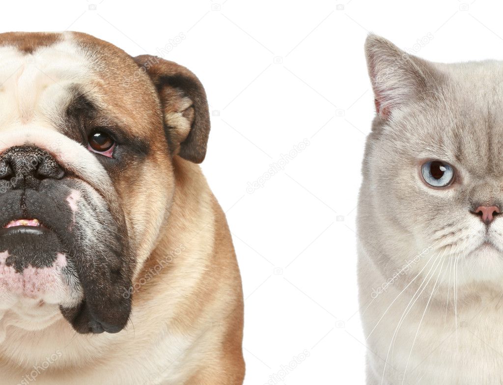 Dog and cat. Half of muzzle close-up portrait