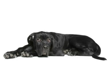 Cane corso dog puppy lying on a white clipart