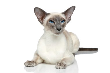 Oriental Blue-point siamese cat clipart