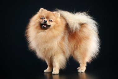 Alman spitz köpek