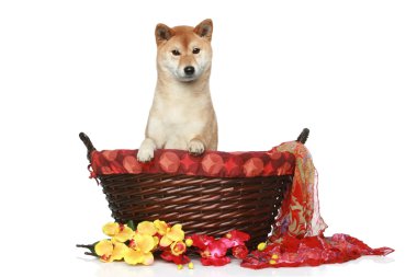 Shiba inu puppy in wattled basket clipart