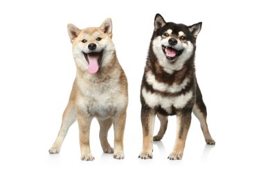 Two Shiba inu dogs clipart