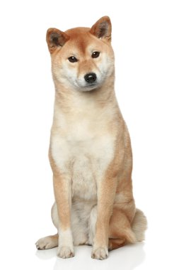 Shiba inu dog on white background clipart