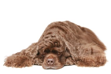 American cocker spaniel clipart