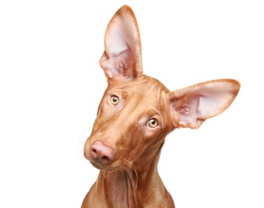 Pharaoh hound puppy. Close-up portrait clipart