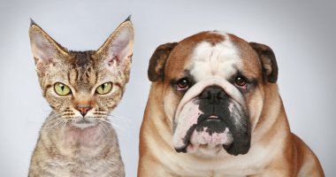 Cat and Dog clipart