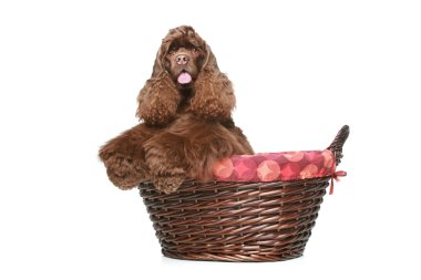 American cocker spaniel in large wicker basket clipart