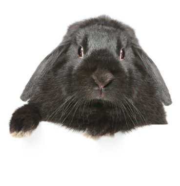 Black lop-eared rabbit portrait clipart