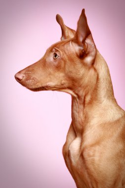 Pharaoh hound puppy on pink background clipart