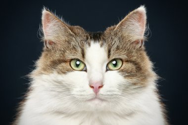 Forest cat. Close-up portrait clipart