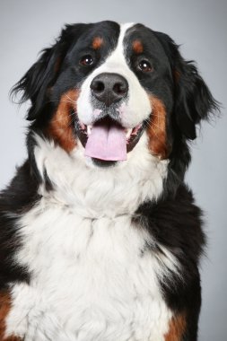 Bernese mountain dog. Close-up portrait clipart