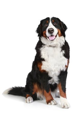 Bernese mountain dog on white background clipart