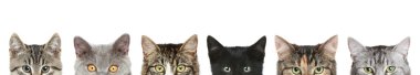 Cat's half heads on a white background clipart