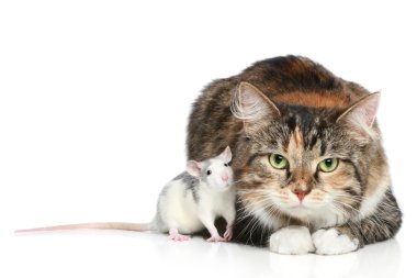 Cat and rats resting clipart