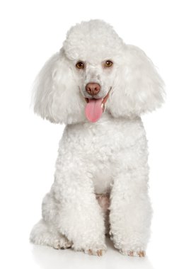 White poodle puppy. Isolated on a white background clipart