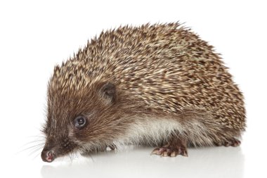 Hedgehog on white background clipart