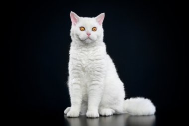 Selkirk rex kedi