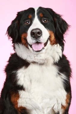 Bernese dağ köpeği