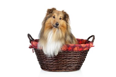 Shetland sheepdog on a white background clipart