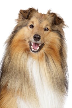 Shetland sheepdog on a white background clipart