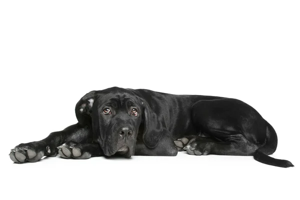 Cane corso köpek yavrusu üzerinde beyaz bir yalan — Stok fotoğraf