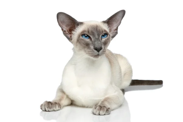 Orientalne niebieski punkt Syjamski Kot — Zdjęcie stockowe