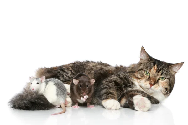 Kedi ve beyaz bir arka plan üzerinde dinlenme fareler — Stok fotoğraf