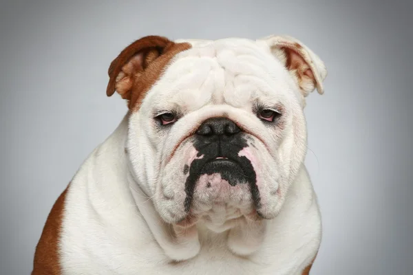 Bulldog inglés sobre fondo gris — Foto de Stock