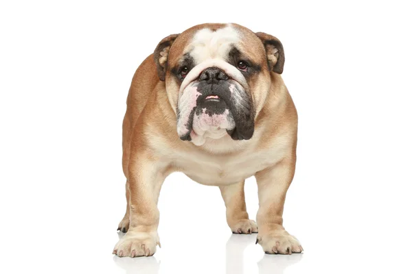 Bulldog inglese. Vista frontale — Foto Stock