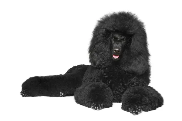Yalan beyaz bir arka plan üzerinde siyah fino köpeği — Stok fotoğraf
