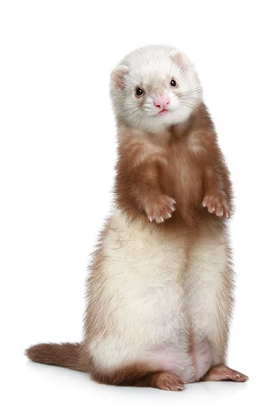 Bruin ferret staande op een witte achtergrond — Stockfoto