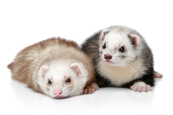 Two polecat resting on a white background — Stock Photo, Image