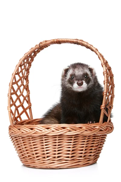 Ferret sitting in basket — Stock Photo, Image