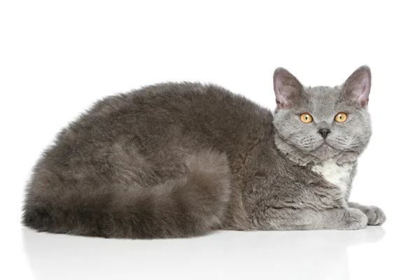 Selkirk Rex breed cat on a white background — Stock Photo, Image
