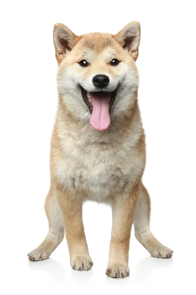 Sonriendo Shiba inu perro — Foto de Stock