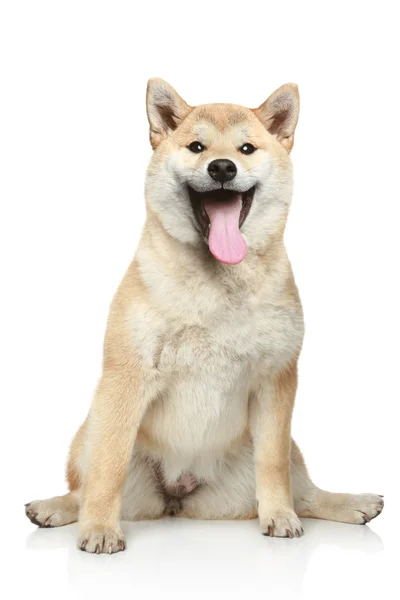 Χαμογελώντας shiba inu σκυλί — Φωτογραφία Αρχείου