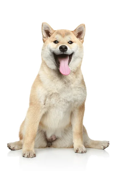 Usměvavá shiba inu pes — Stock fotografie