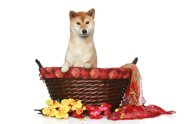 Cachorro Shiba inu en cesta de mimbre —  Fotos de Stock