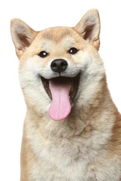 Shiba Inu köpek gülümsüyor — Stok fotoğraf