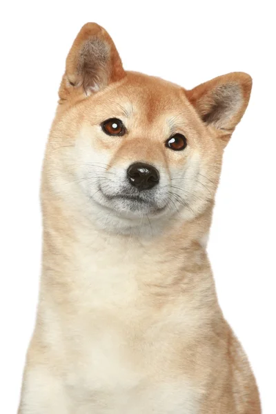 Shiba Inu köpek. beyaz zemin üzerine portre — Stok fotoğraf