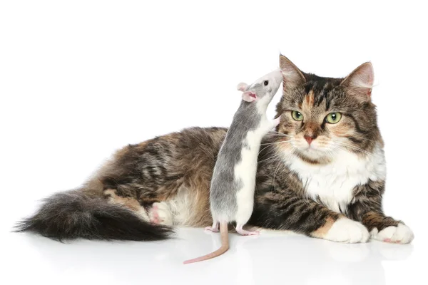 Rat whispered to the cat in ear, which rests — Stock Photo, Image