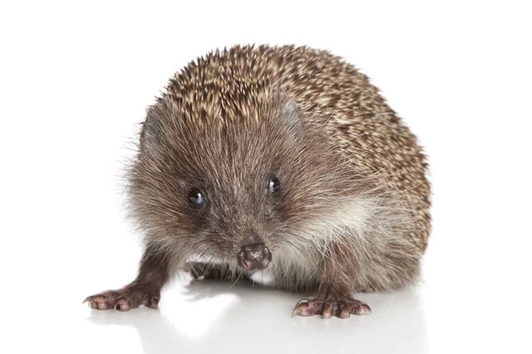 Hedgehog on white background — Stock Photo, Image