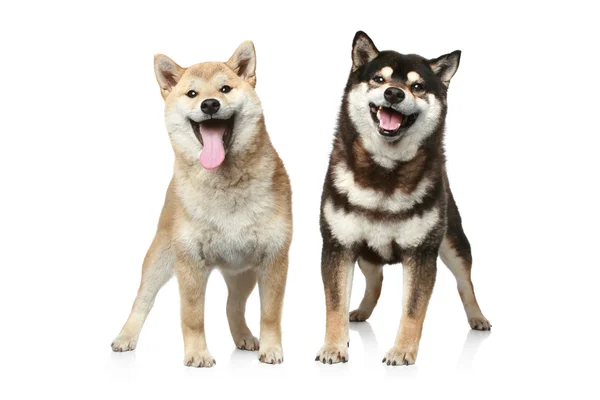 Dwóch psów shiba inu — Zdjęcie stockowe