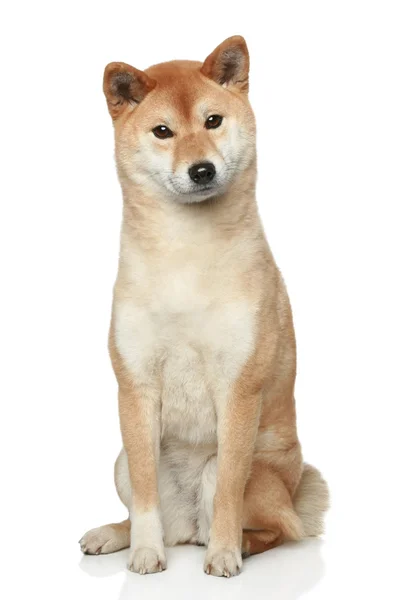 Shiba Inu köpek beyaz zemin üzerine — Stok fotoğraf