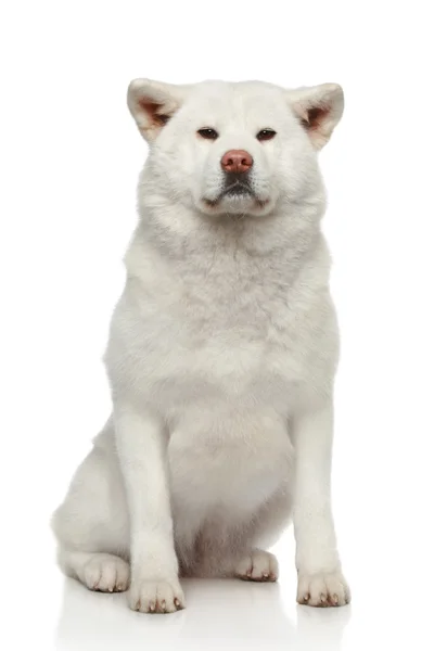 Собака акита-ину на белом фоне — стоковое фото