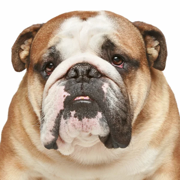 Bulldog inglês. Retrato de close-up — Fotografia de Stock
